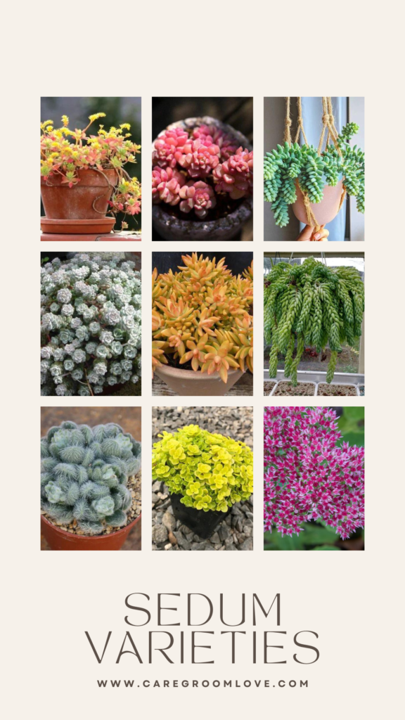 sedum varieties