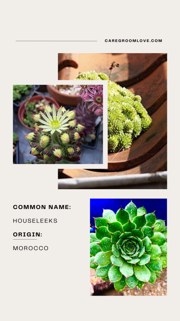 sempervivum