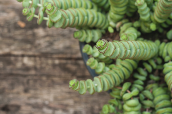 string of buttons