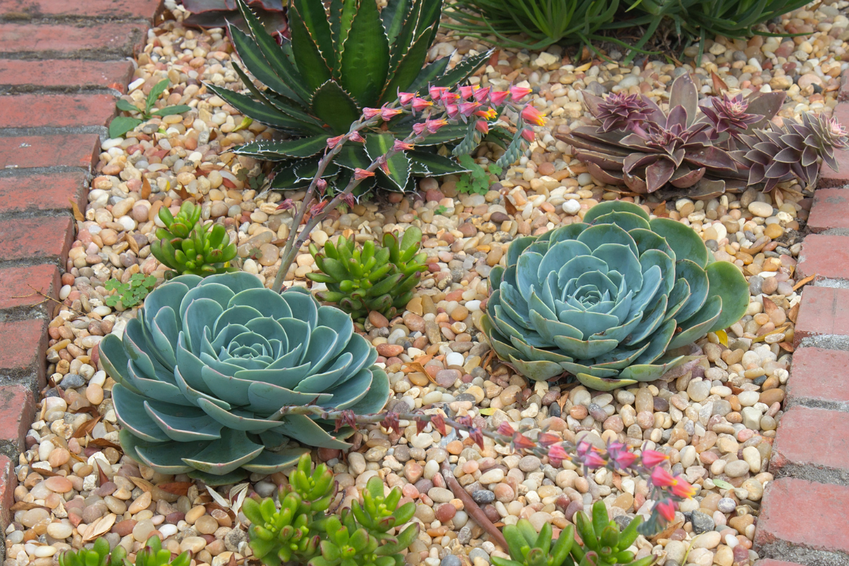 10 Best Succulents for Rock Gardens