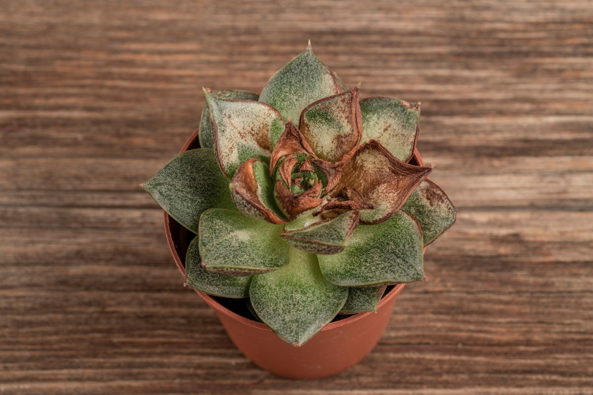 5 Simple Steps to Save Dying Sunburned Succulents