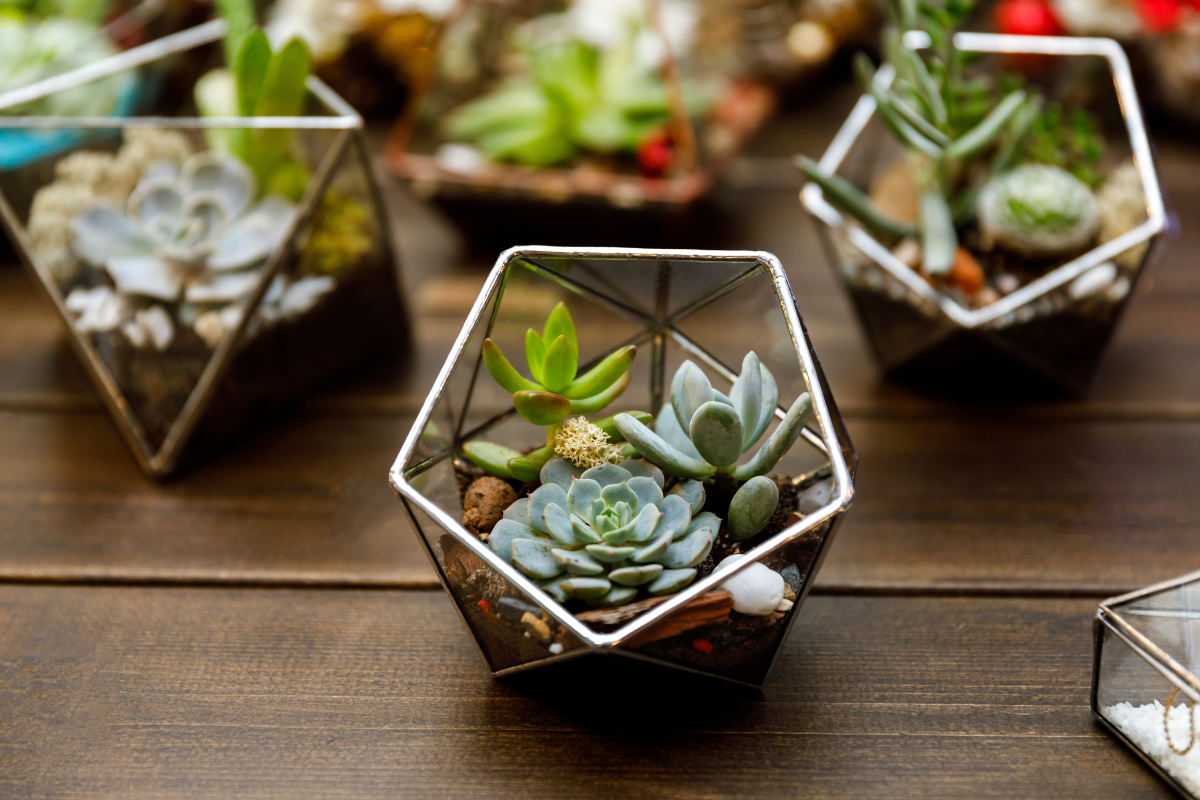 How to create a terrarium for succulents