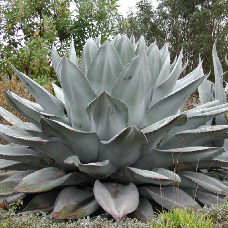 whale tongue agave