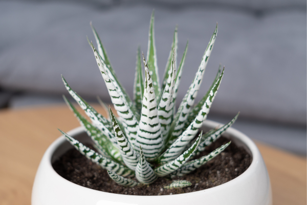 Zebra Haworthia