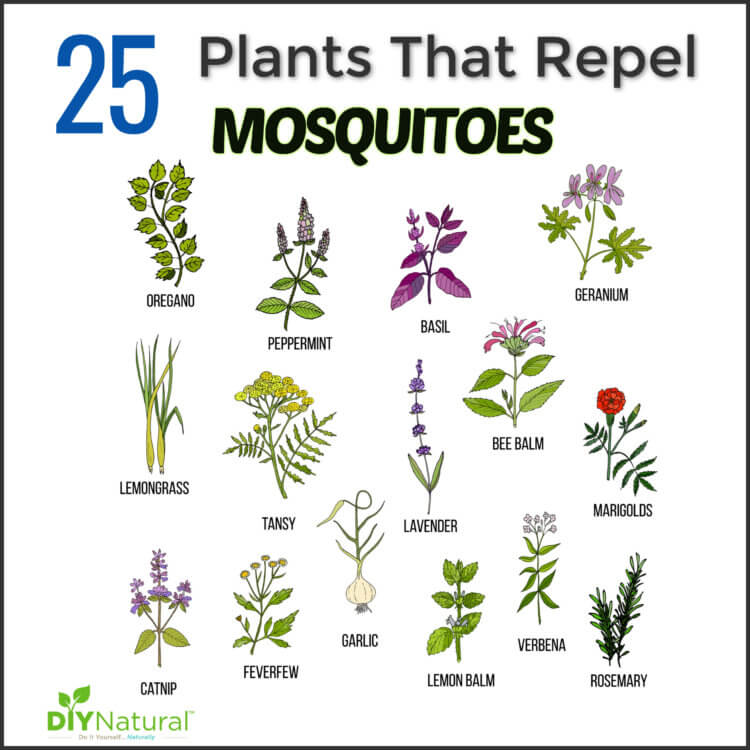 best mosquito repellent plants