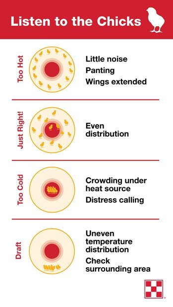 heat distribution in chick brooder